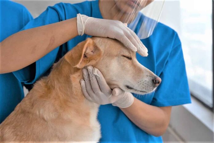 4 Things You Must Know Before Graduating From Veterinary School Veterinary School