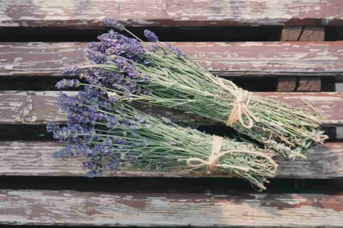 Plants That Students Can Grow – Require Less Attention lavender plants