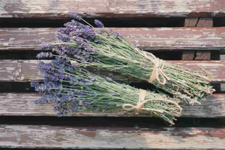 lavender plants