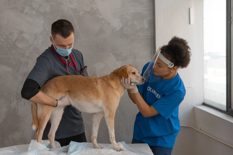 Veterinary Medicine