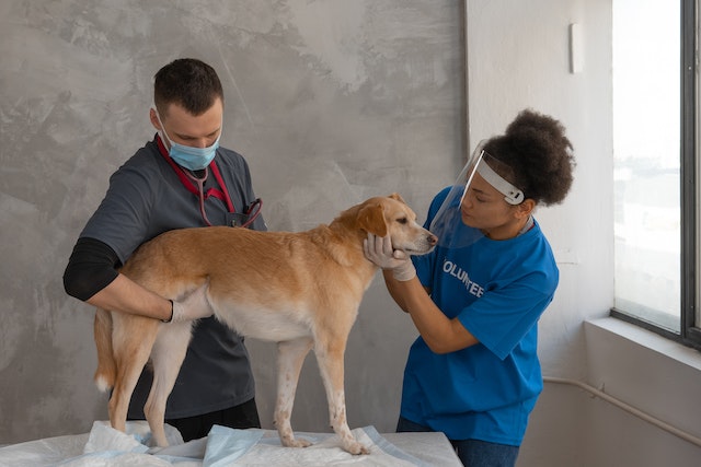 Veterinary Medicine