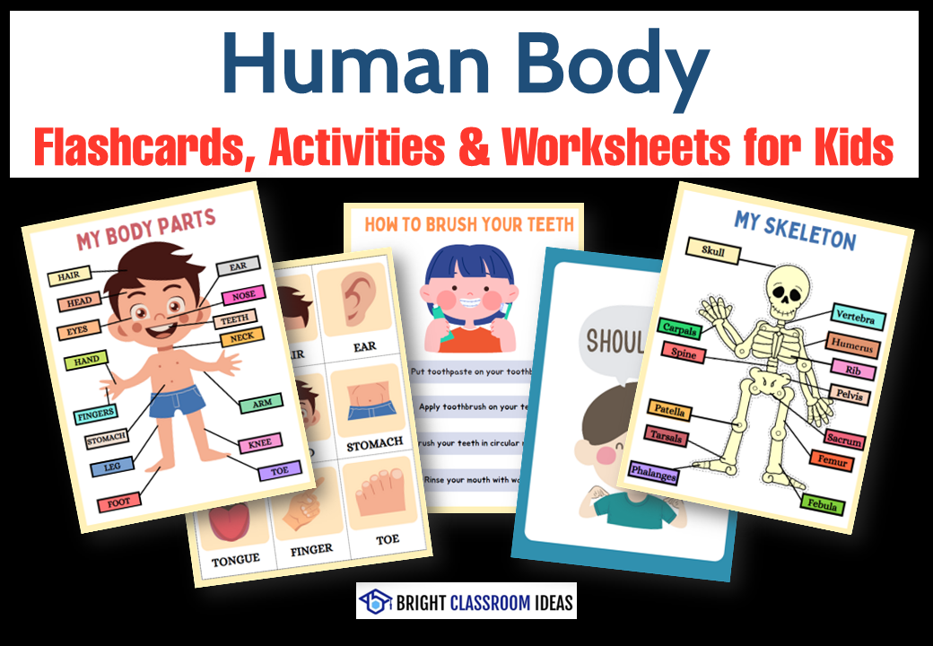 Human Body Flashcards, Activities & Worksheets for Kids